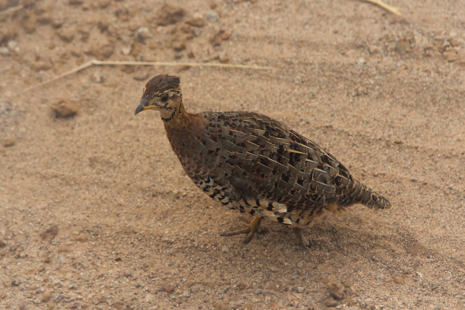 Canon EOS 60D sample photo. Francolin, bird, watching photography