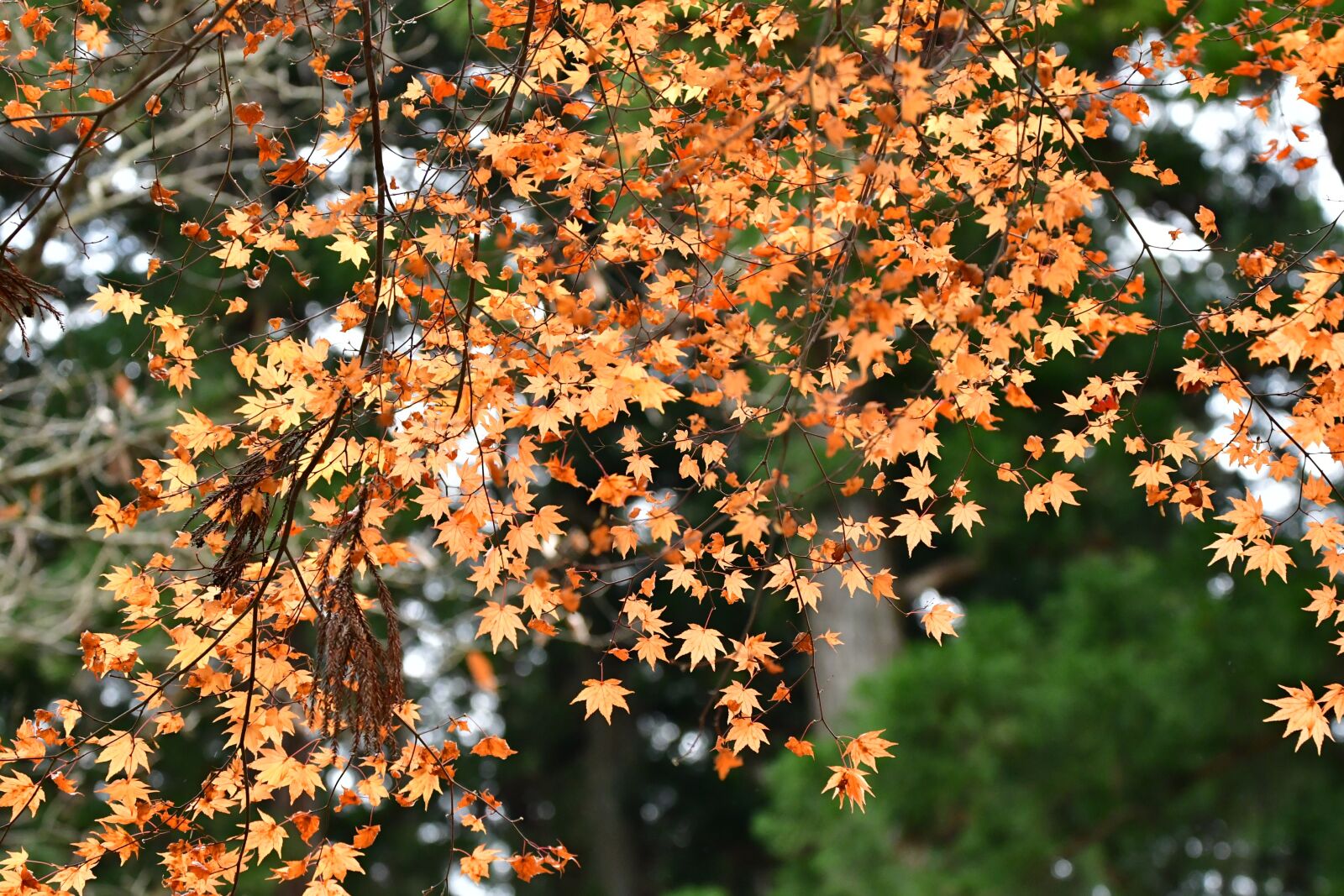 Nikon D500 sample photo. Autumn, autumnal leaves, maple photography