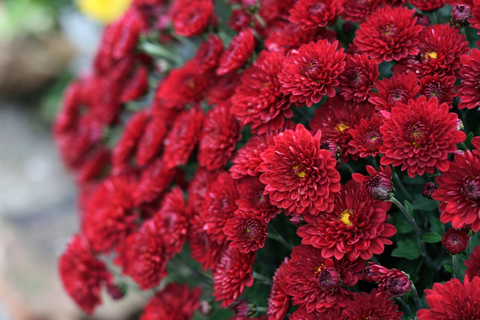 Canon EOS 700D (EOS Rebel T5i / EOS Kiss X7i) sample photo. Chrysanthemum, red flowers, red photography