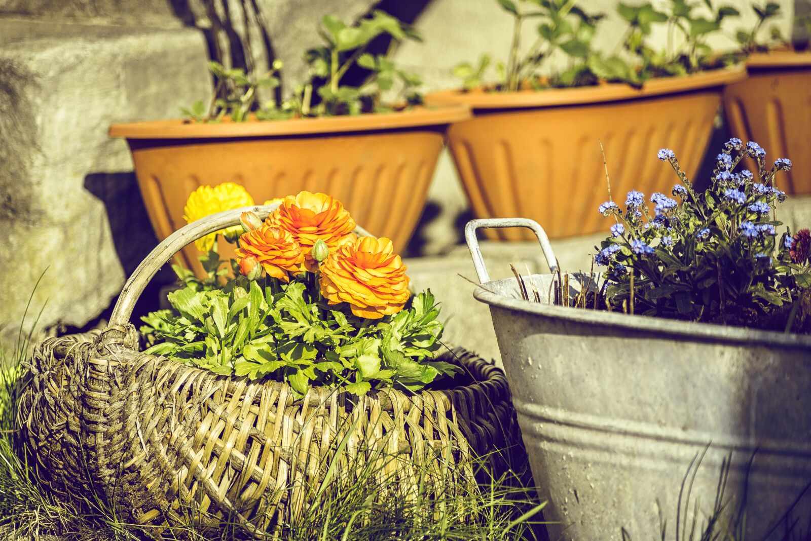 Nikon D750 sample photo. Pot, garden, plant photography