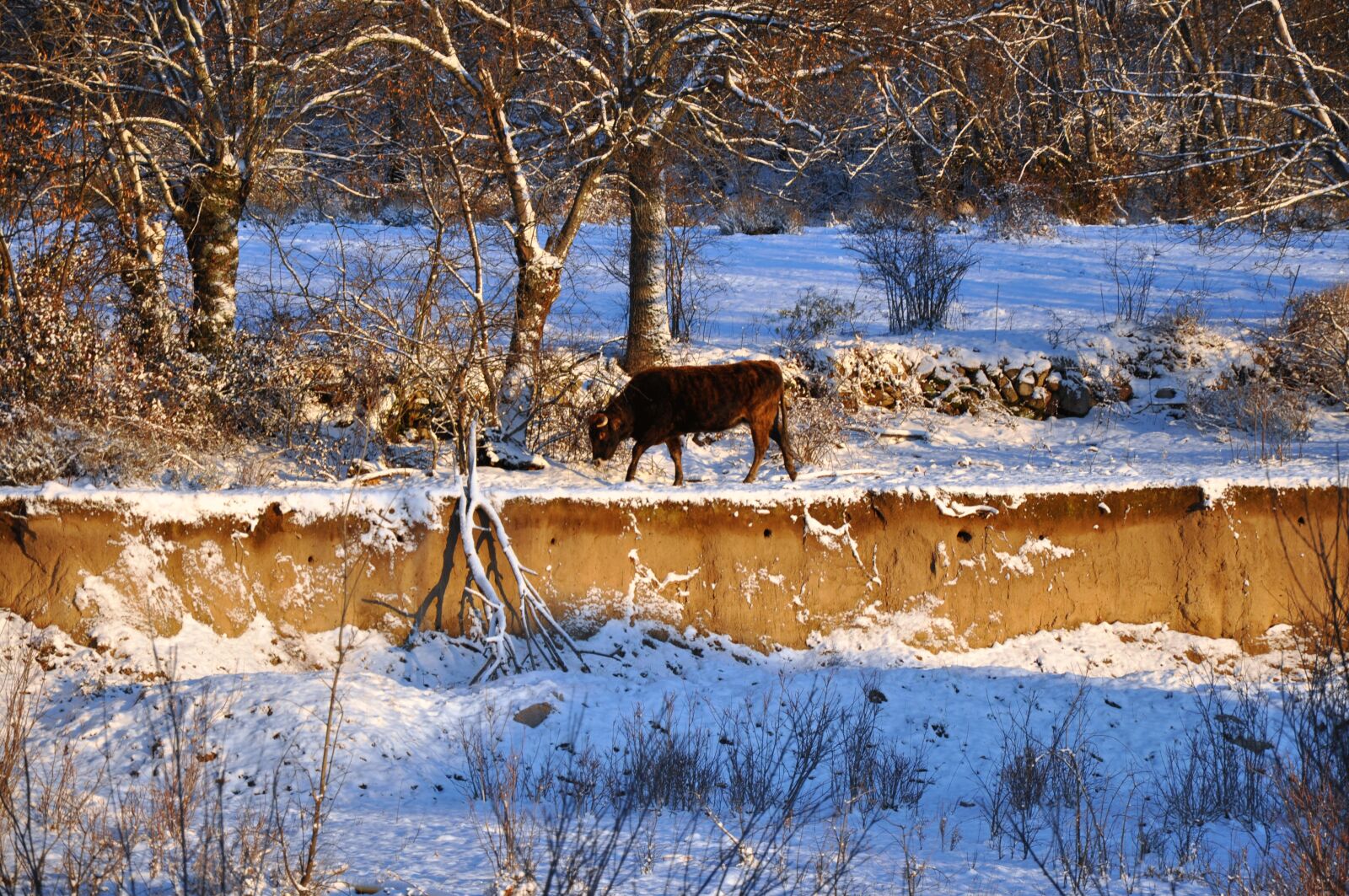 Nikon D90 sample photo. Winter, loneliness, snow photography