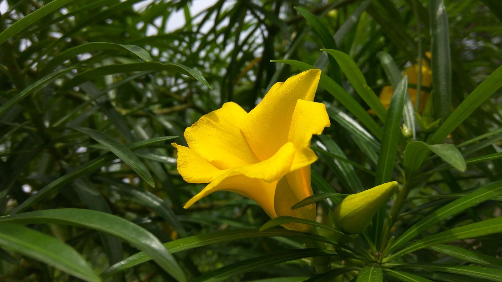 Xiaomi Redmi Note3 sample photo. Flower, park, yellow flower photography