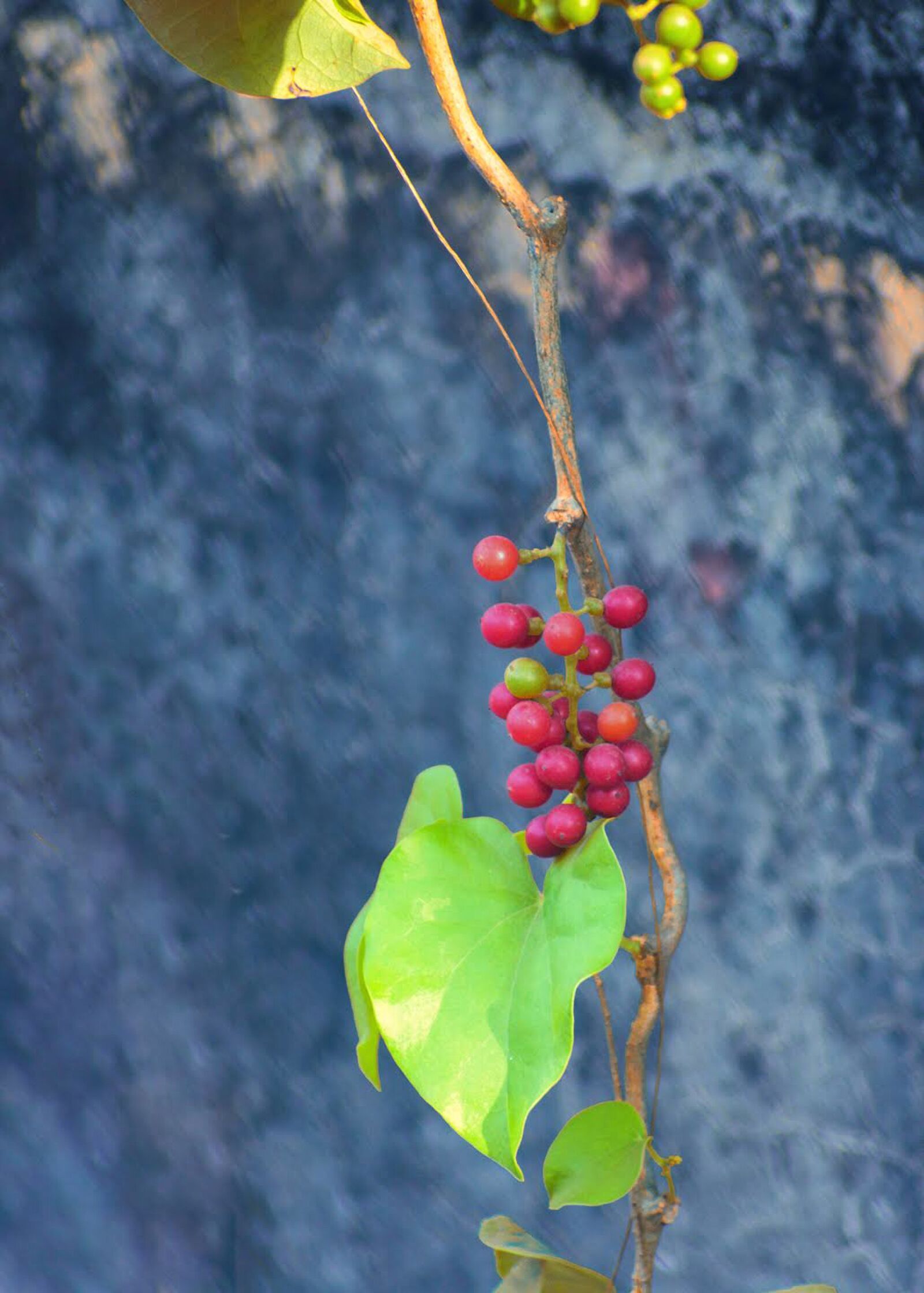 Nikon D3400 sample photo. Berry, bush, branch photography