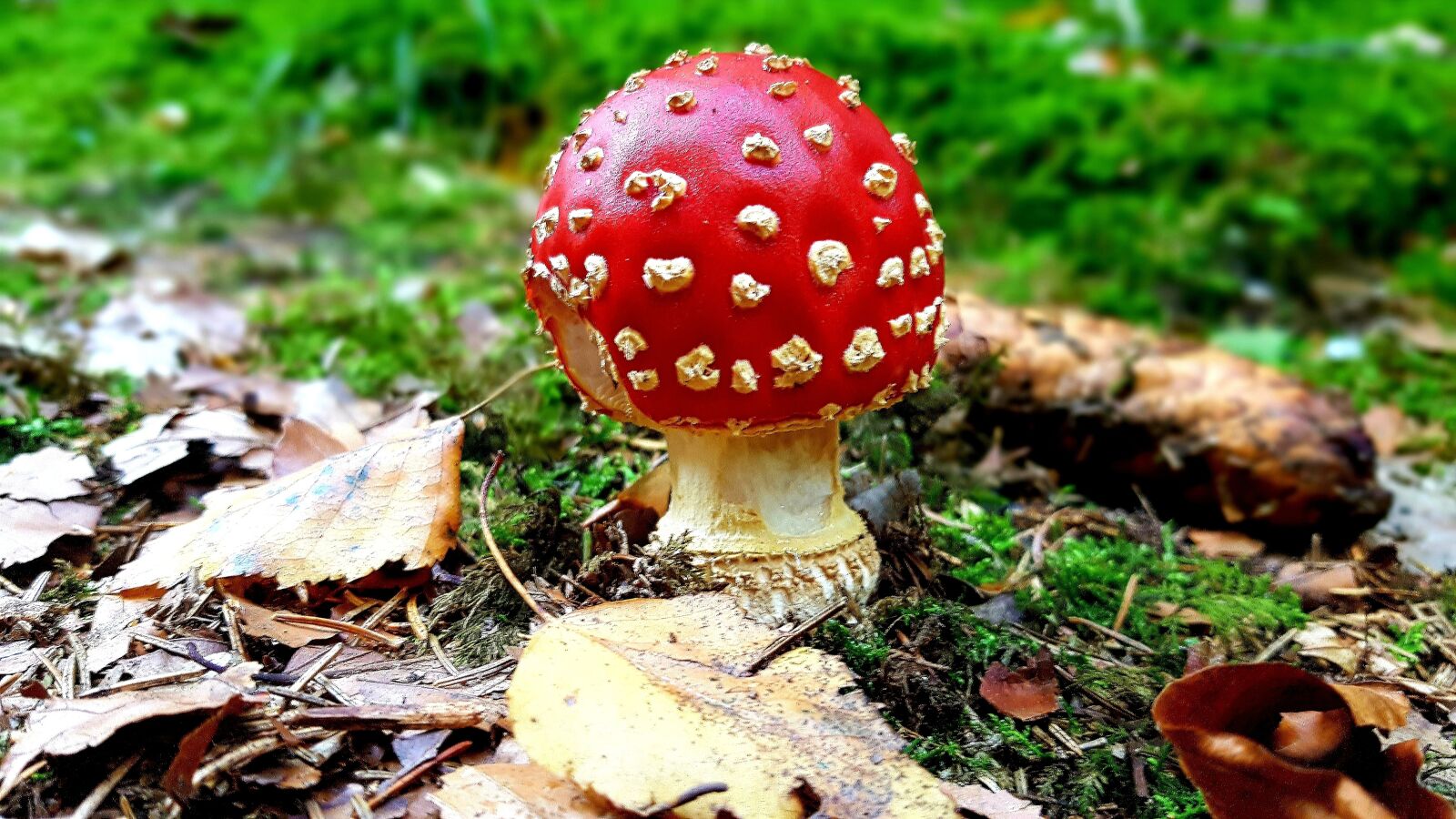 Samsung Galaxy S7 Edge sample photo. Fly agaric, moss, forest photography