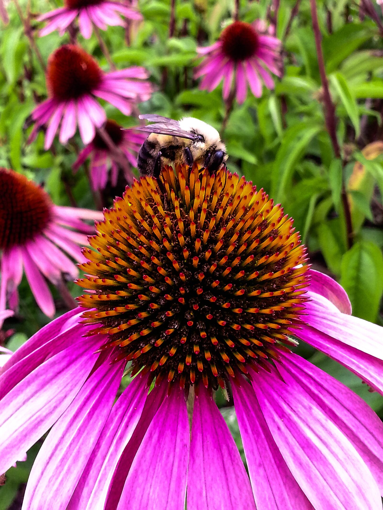 Samsung Galaxy S3 sample photo. Echinacea, flower, bee photography