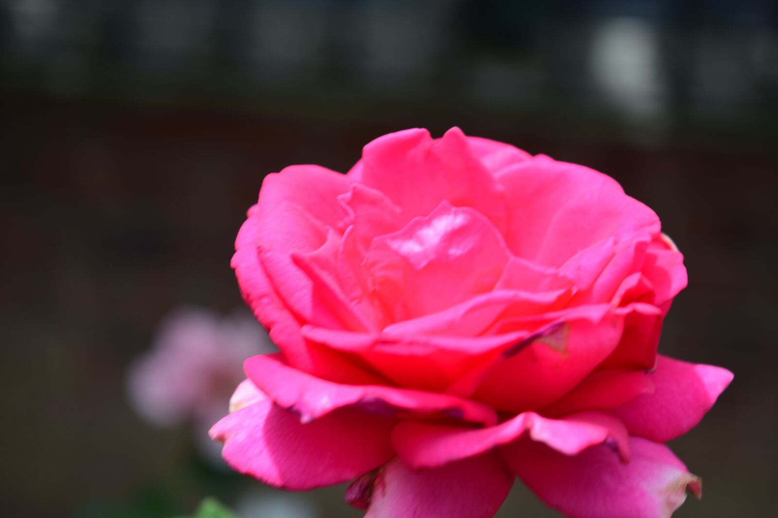 Nikon D3300 sample photo. Flower, garden, flowers photography