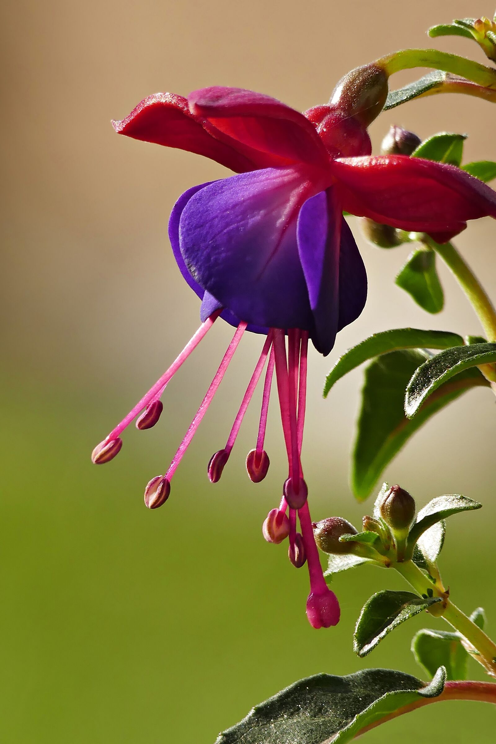 Panasonic Lumix DMC-FZ1000 sample photo. Fuchsia, blossom, bloom photography