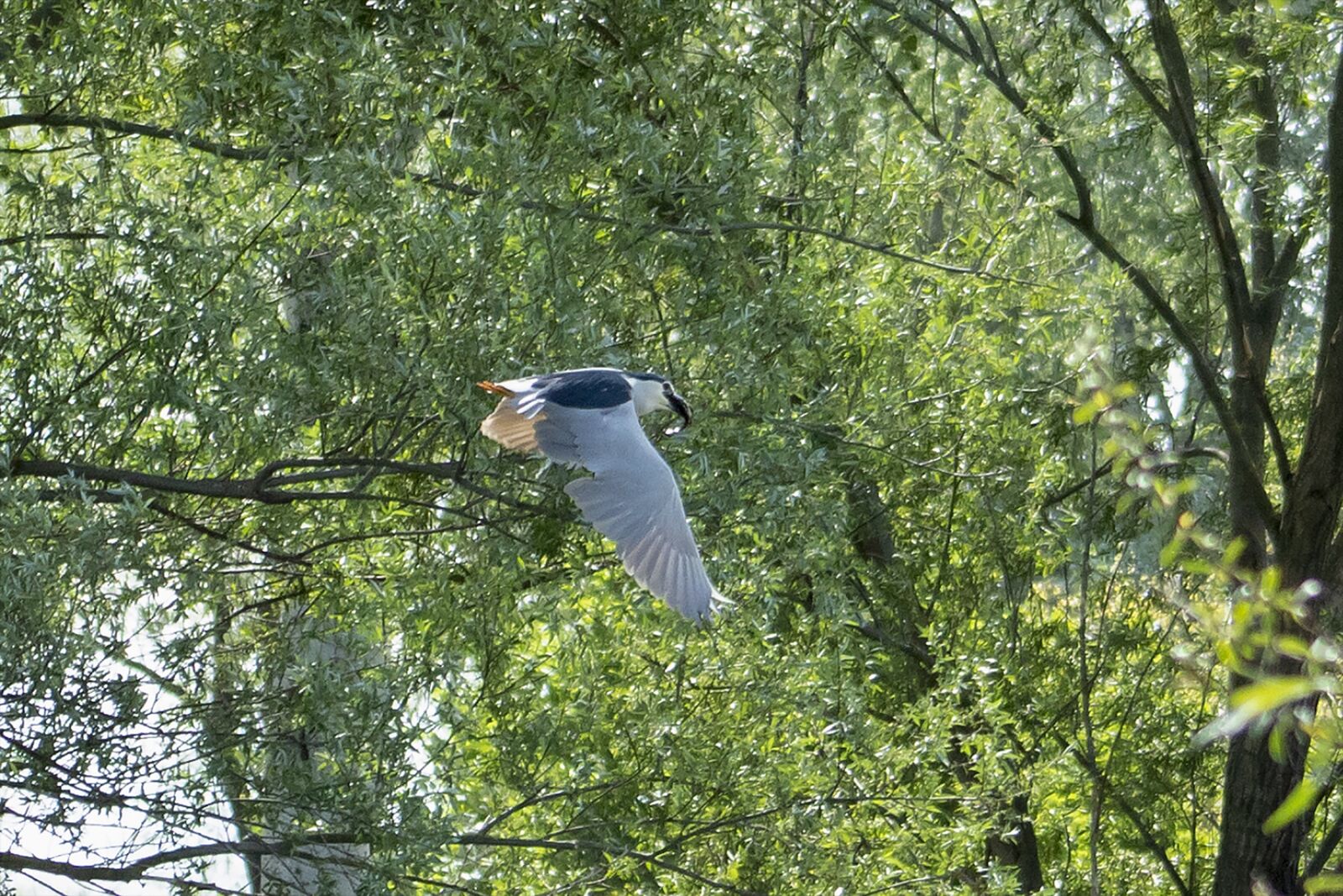 Canon EF75-300mm f/4-5.6 sample photo. Night heron, bird, nature photography