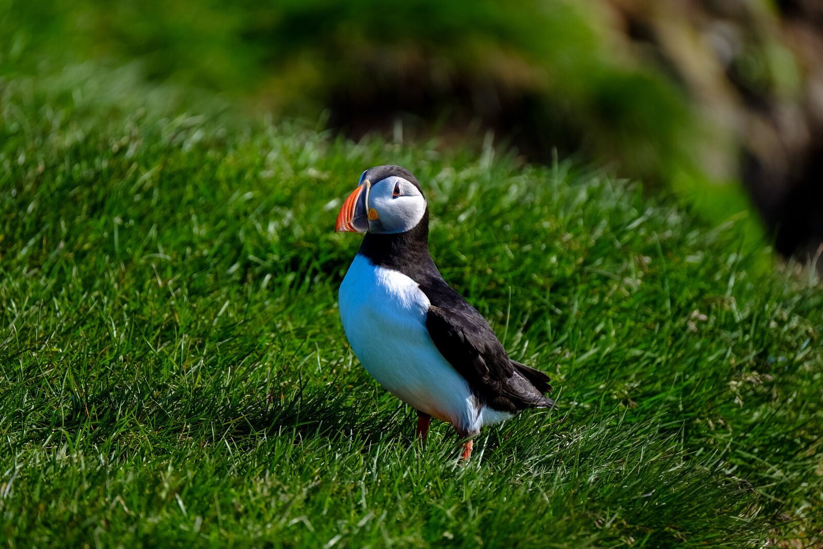 Fujifilm XF 100-400mm F4.5-5.6 R LM OIS WR sample photo. Green, grass, grassland photography