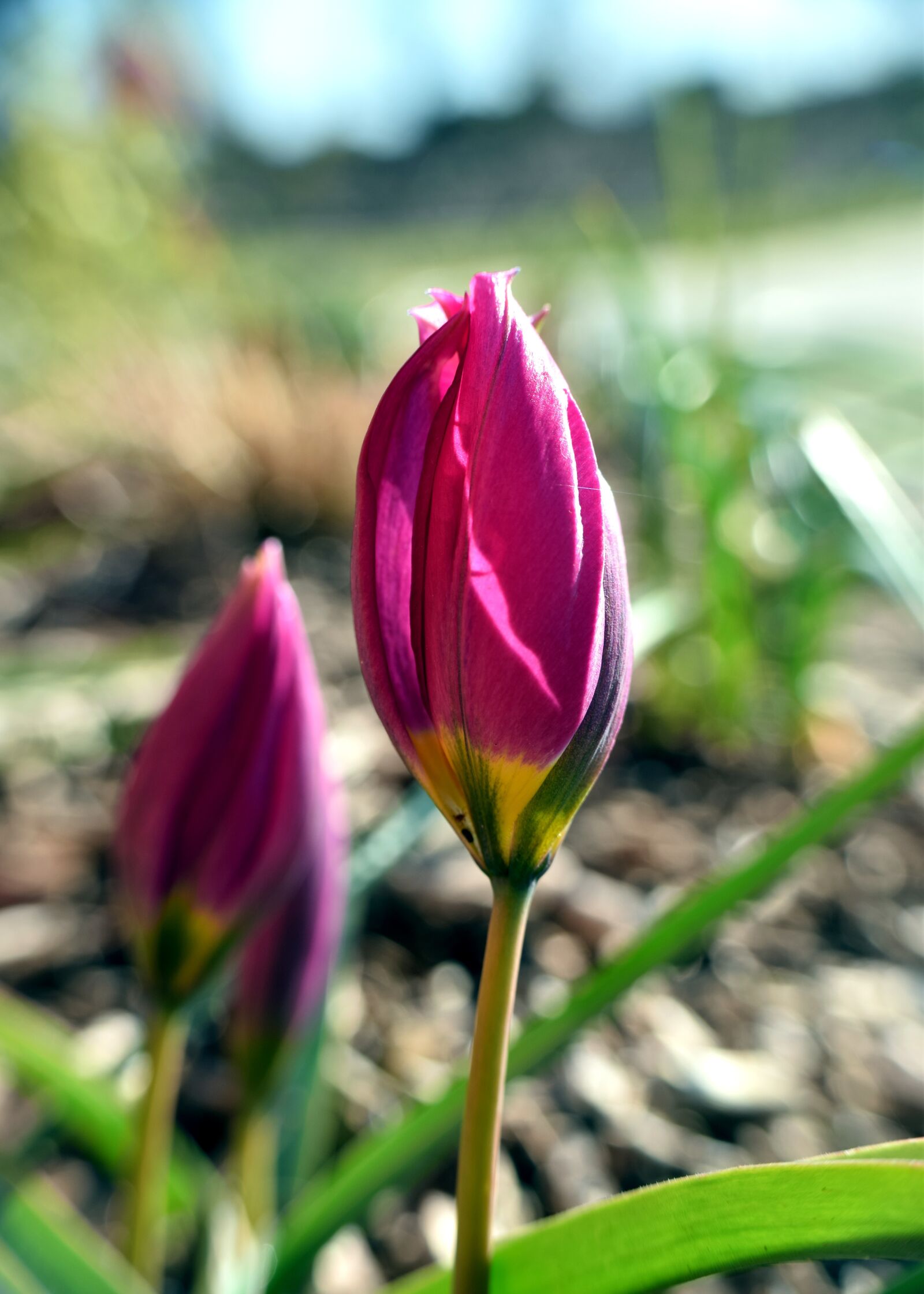 Nikon D5300 sample photo. Tulips, garden, spring photography
