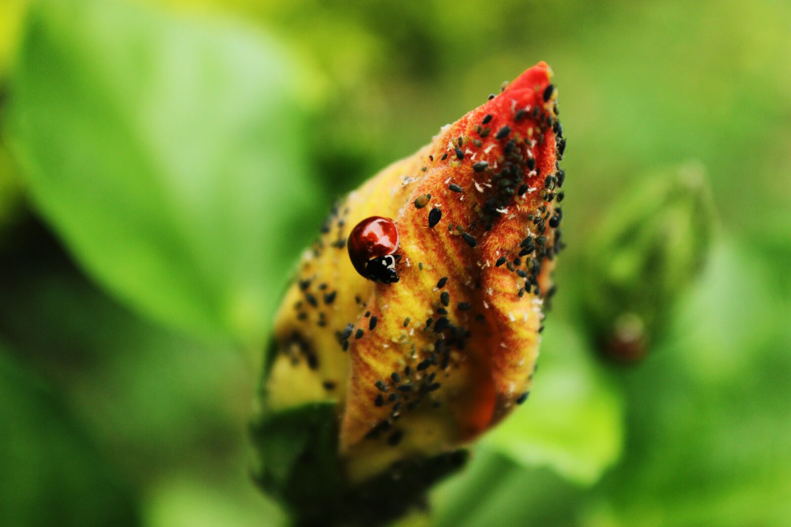 Canon EOS 600D (Rebel EOS T3i / EOS Kiss X5) sample photo. Coccinellidae, ladybug, insect photography
