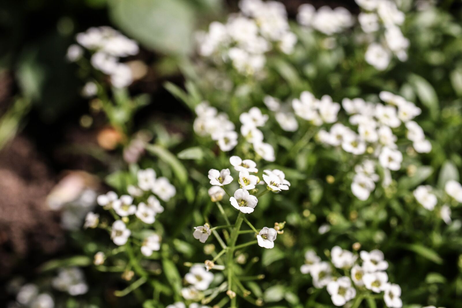 Canon EOS 7D Mark II sample photo. Garden flower, flower, garden photography