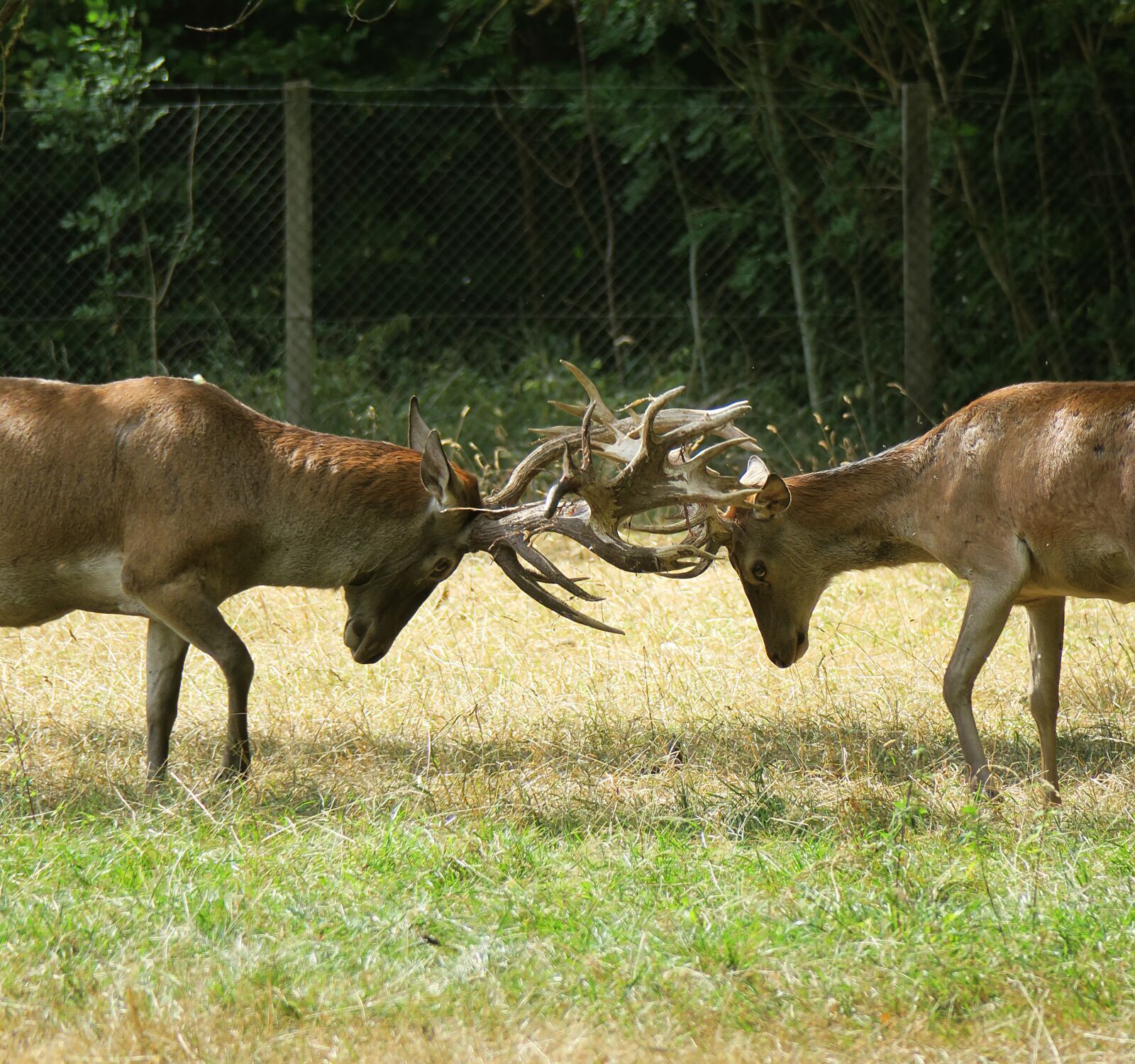 Canon PowerShot G3 X sample photo. Hirsch, antler, fight photography