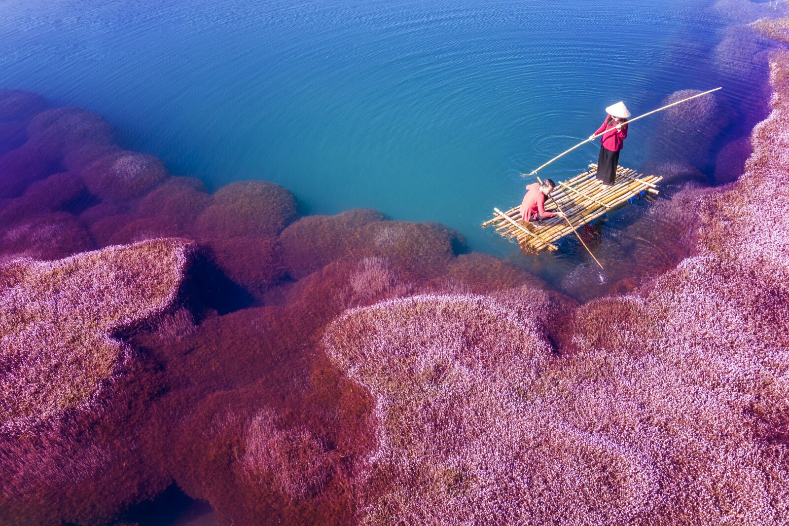Hasselblad L1D-20c sample photo. Pink algae, pink, algae photography