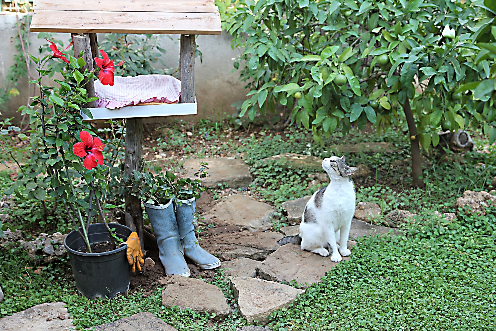 Canon EOS 550D (EOS Rebel T2i / EOS Kiss X4) + Canon EF 24-70mm F2.8L II USM sample photo. Cat, house cat, animal photography