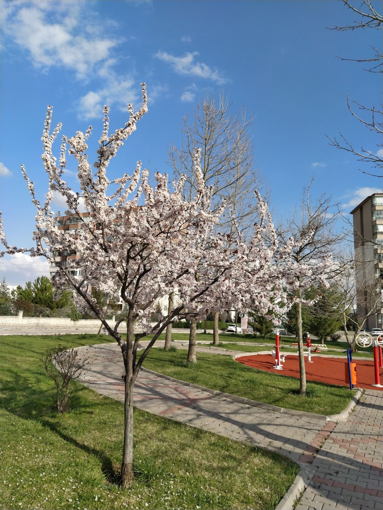 Xiaomi Mi A3 sample photo. Spring, flower, color photography