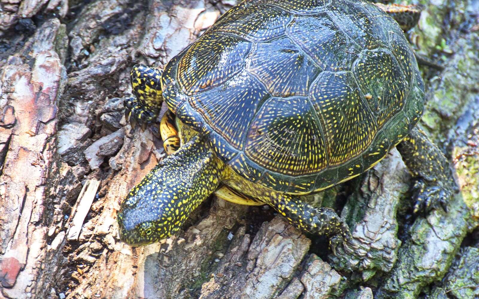 Nikon D5100 sample photo. Turtle, shell, going photography