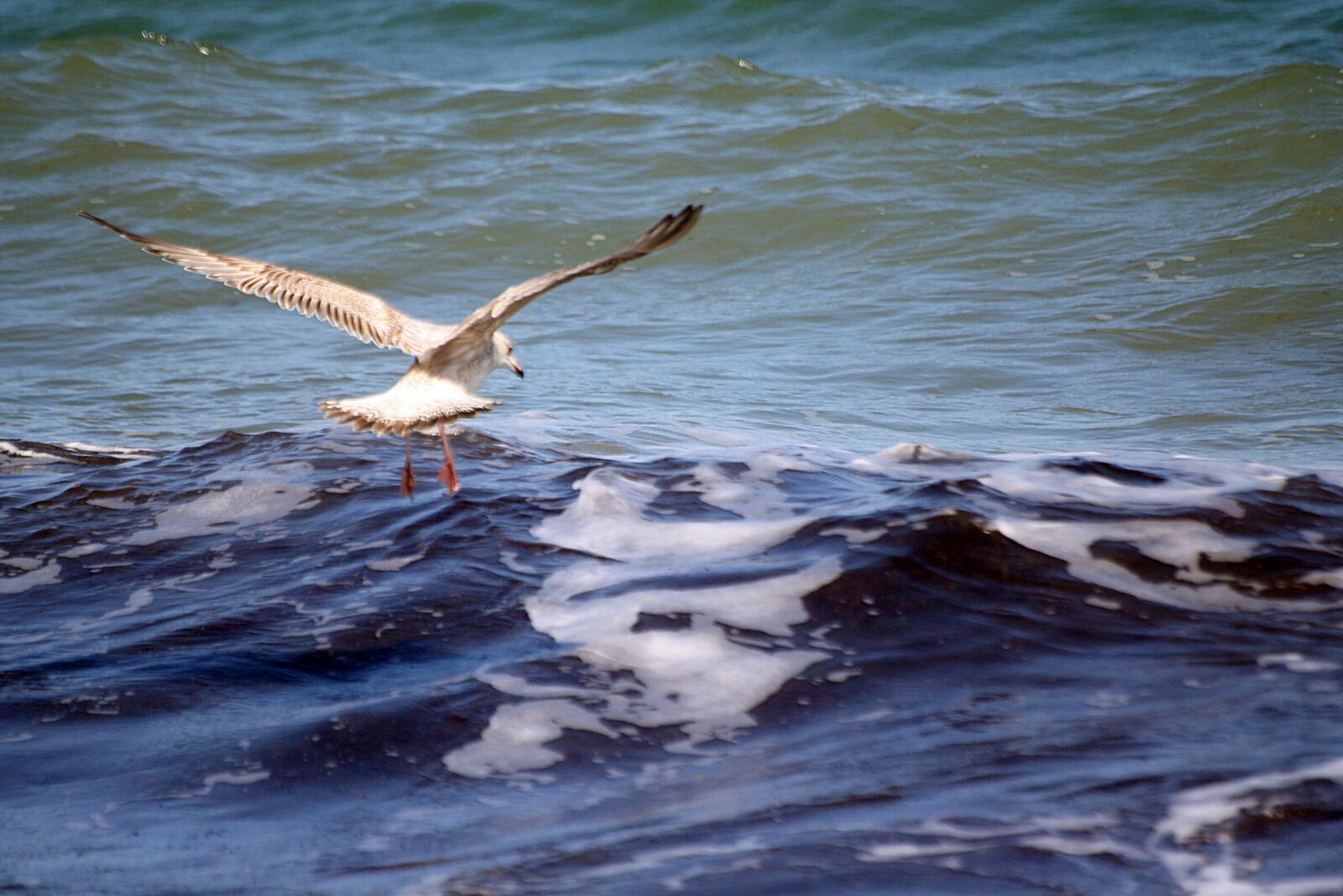 Canon EOS 1000D (EOS Digital Rebel XS / EOS Kiss F) sample photo. Gull, descent, catch photography