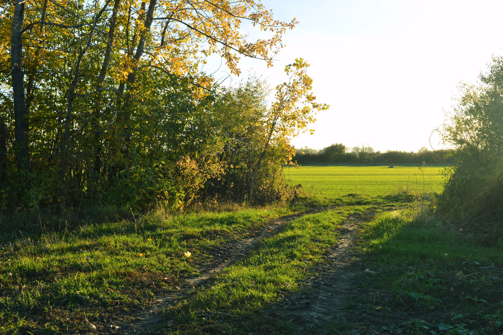 Nikon D3200 sample photo. Light, nature, nature, photography photography