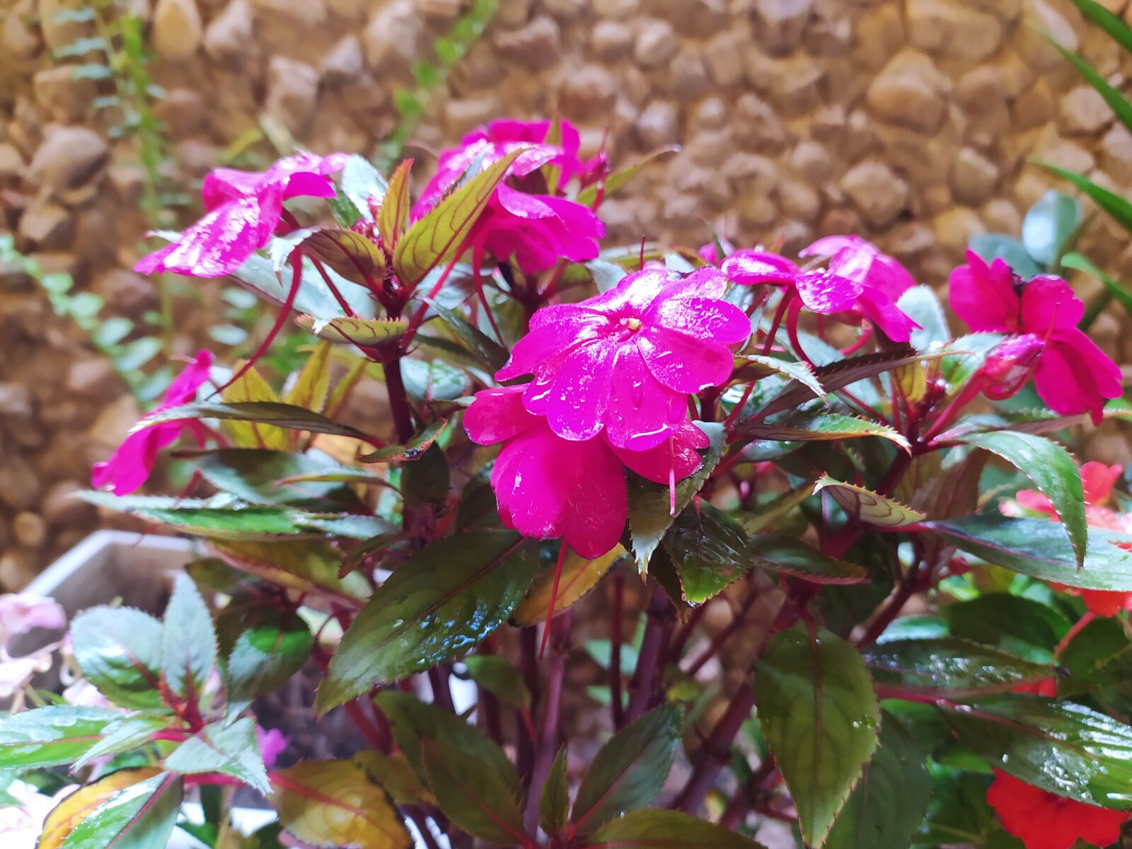 Xiaomi Redmi Note 8 sample photo. Flower, rosa, purple photography