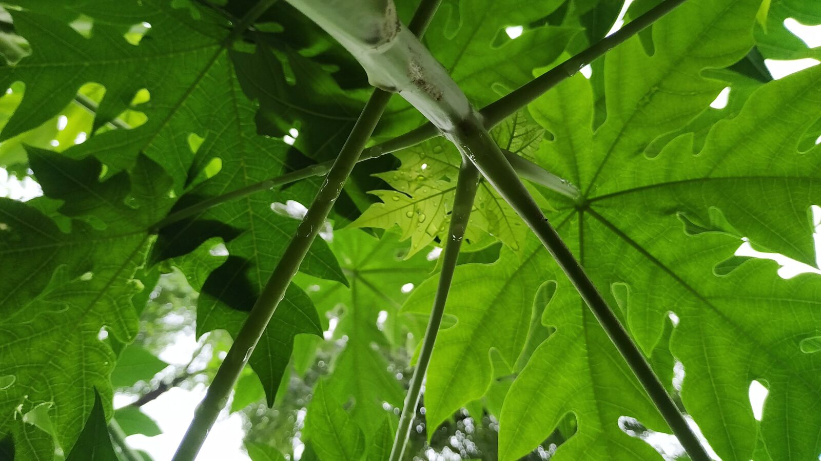 Xiaomi Redmi Note 6 Pro sample photo. Papaya leaves, green, nature photography