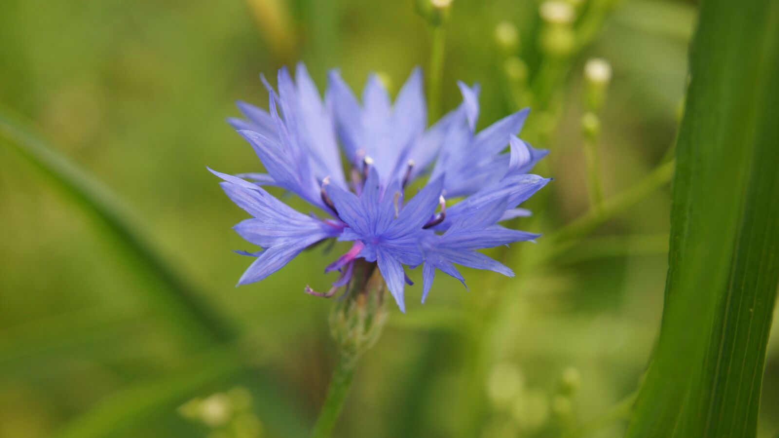 Sony SLT-A55 (SLT-A55V) + Sony DT 18-55mm F3.5-5.6 SAM sample photo. Bluet, blue, blue flower photography