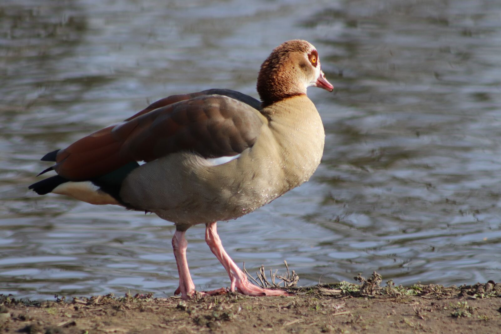 Canon EOS 800D (EOS Rebel T7i / EOS Kiss X9i) sample photo. Nilgans, goose, wild goose photography