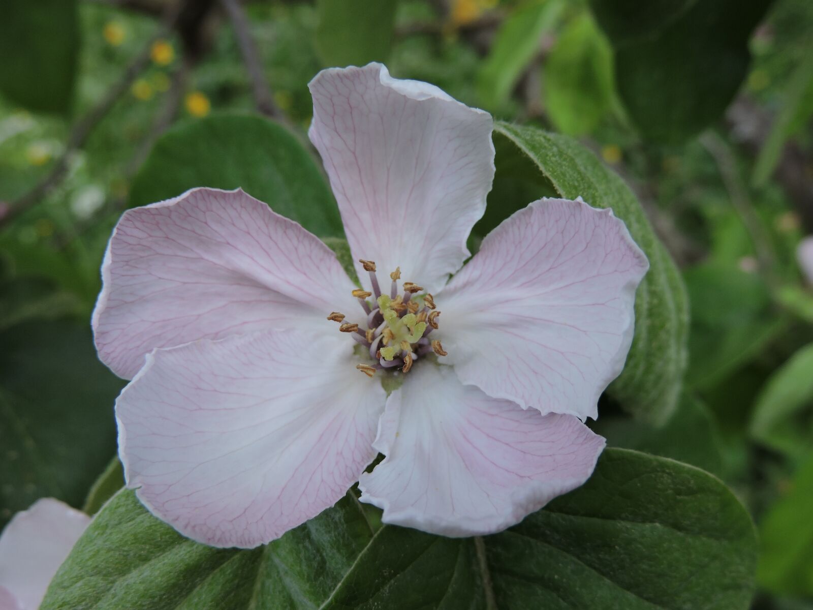 Nikon Coolpix P530 sample photo. Quince flower, pink, quince photography