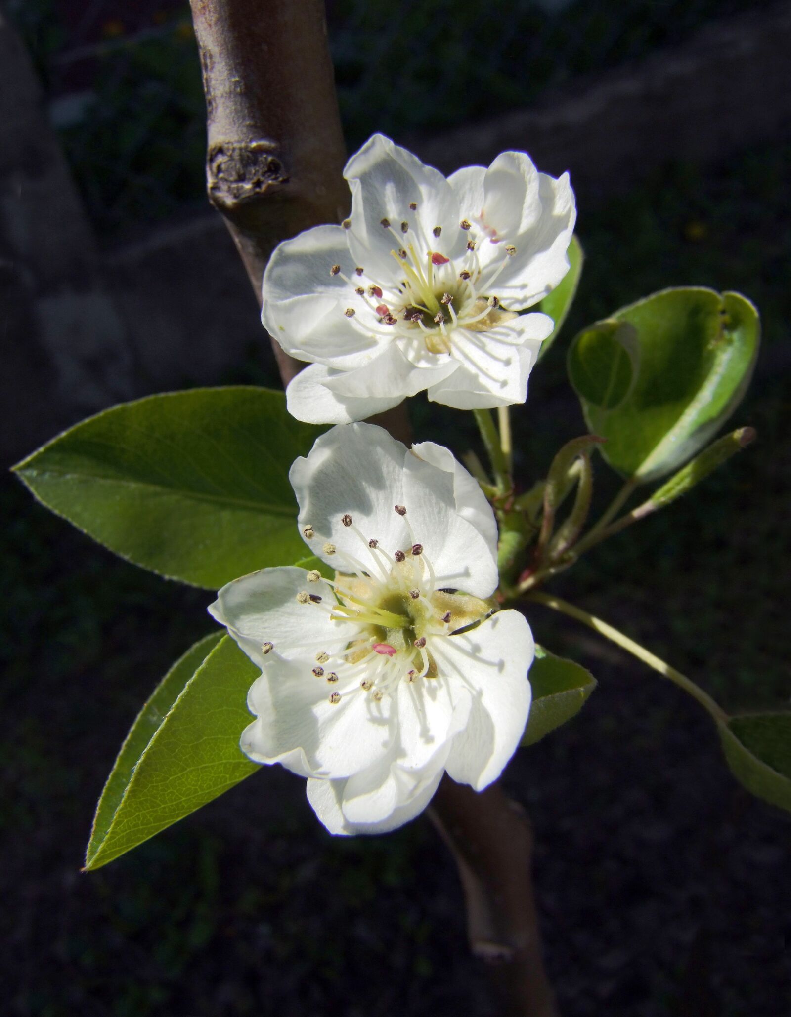 Fujifilm FinePix S100fs sample photo. Pear, spring, white photography