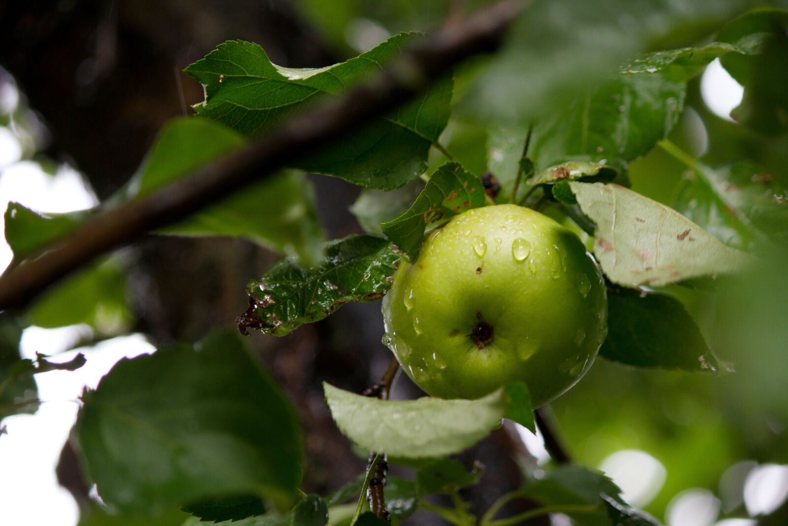 Canon EOS 7D + Canon EF-S 55-250mm F4-5.6 IS sample photo. Apple, apples, apple tree photography