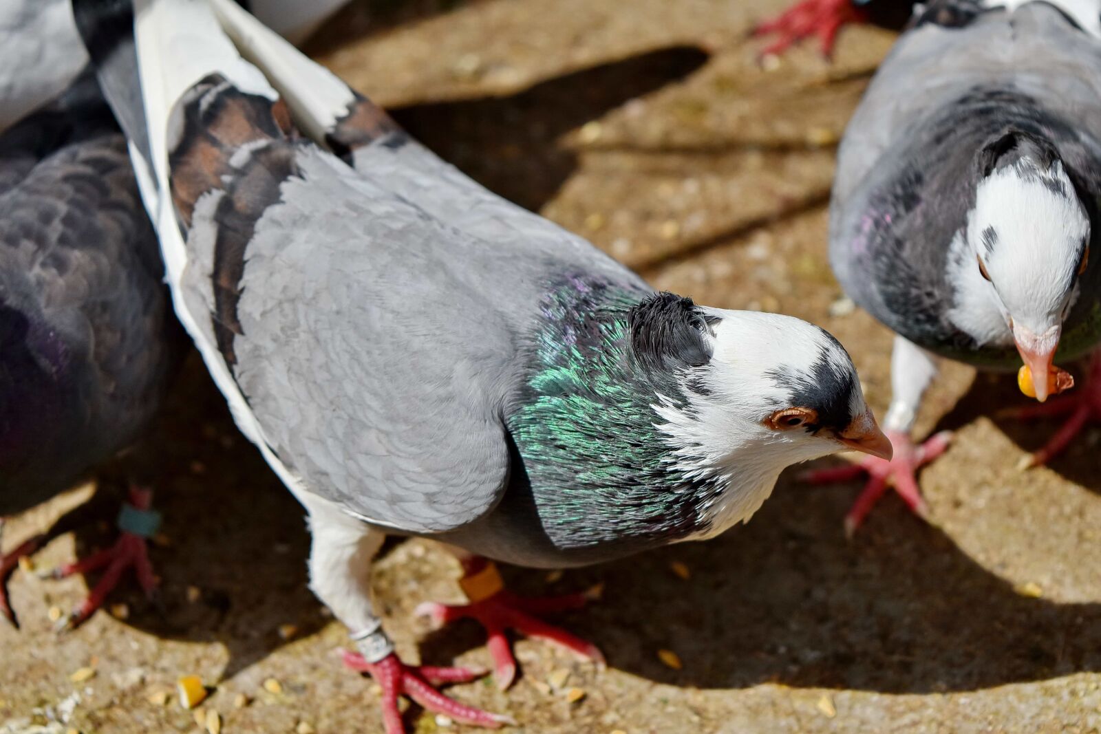 Nikon D5500 sample photo. Bird, bird family, feeding photography