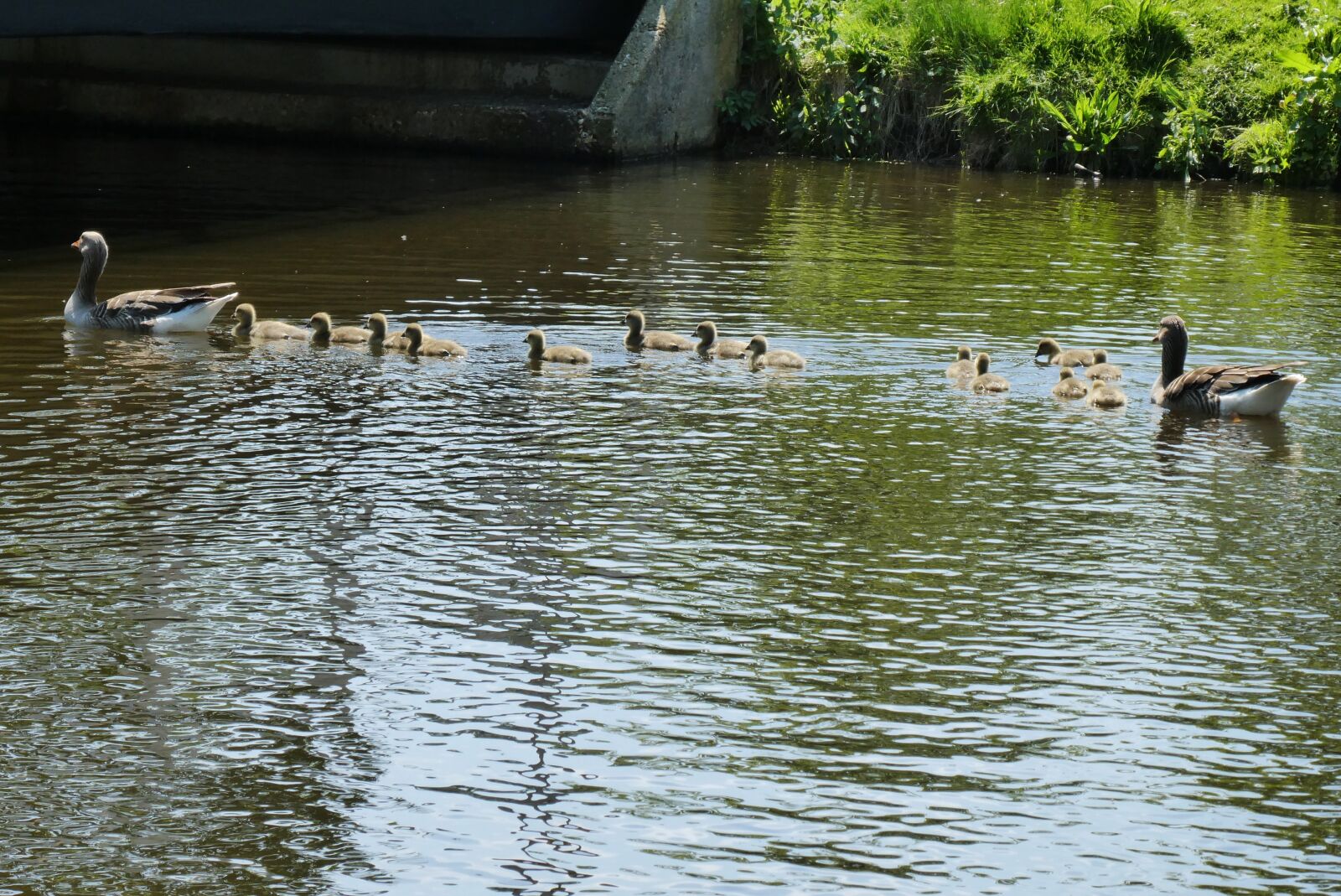 Panasonic Lumix DC-ZS70 (Lumix DC-TZ90) sample photo. Duck boy, spring, duck photography
