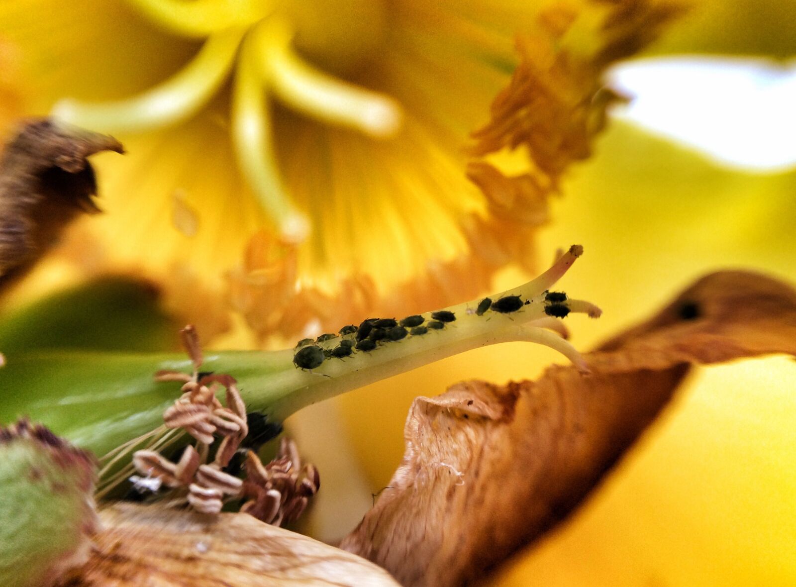 Apple iPhone 5s sample photo. Yellow, ants, crawl photography