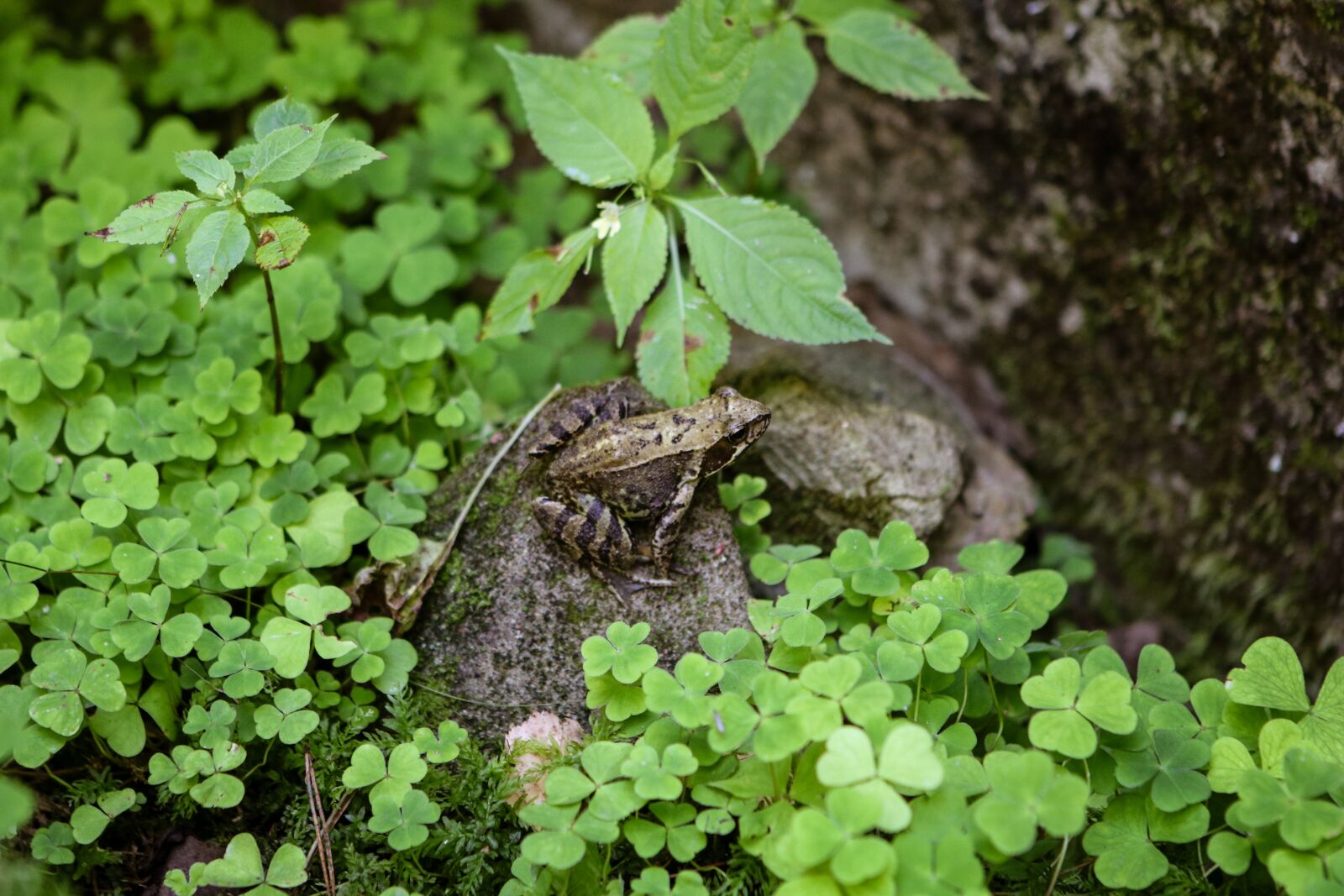 Canon EOS 80D + Canon EF 24-70mm F2.8L USM sample photo. Frog, leaves, klee photography