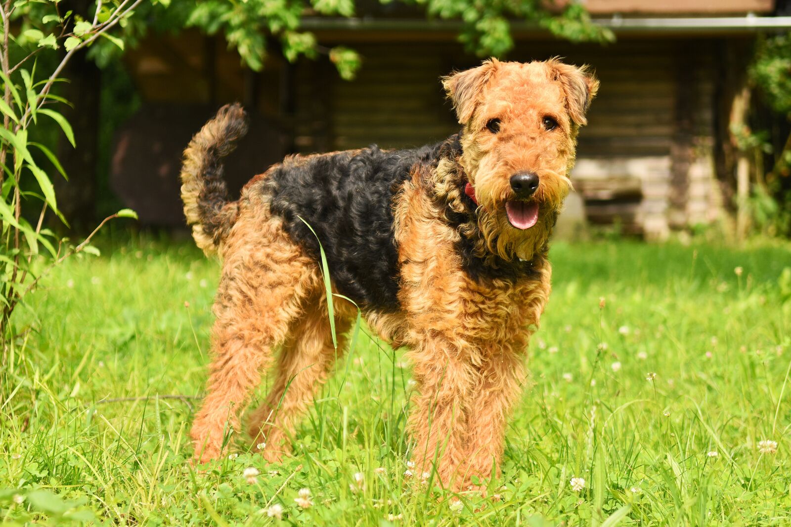 Nikon D7200 sample photo. Dog, airedale terrier, pet photography