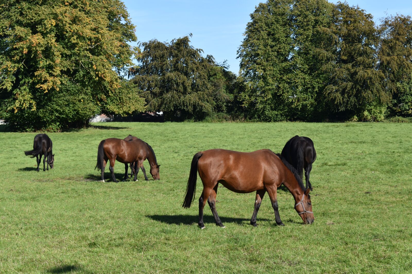 Nikon D3500 sample photo. Horse, horses, animals photography
