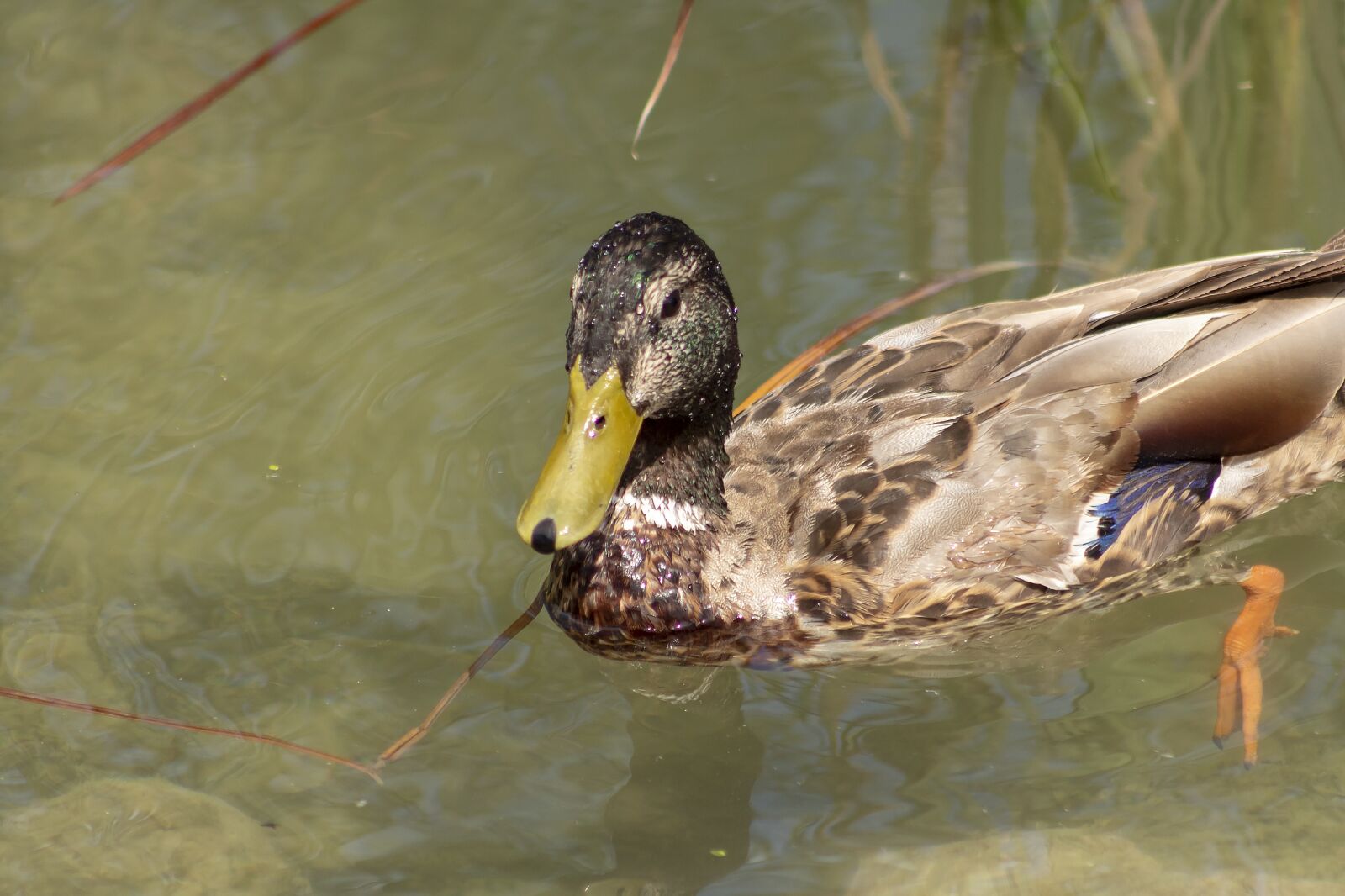 Canon EF75-300mm f/4-5.6 sample photo. Duck, wild ducks, teal photography