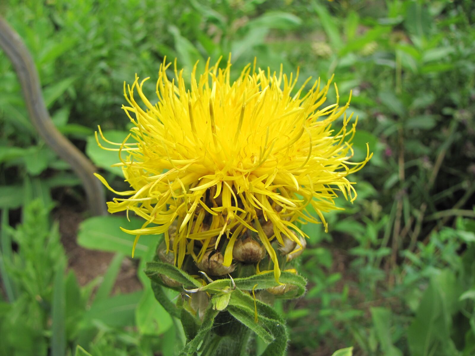 Canon PowerShot SX10 IS sample photo. Knapweed, flower, yellow photography