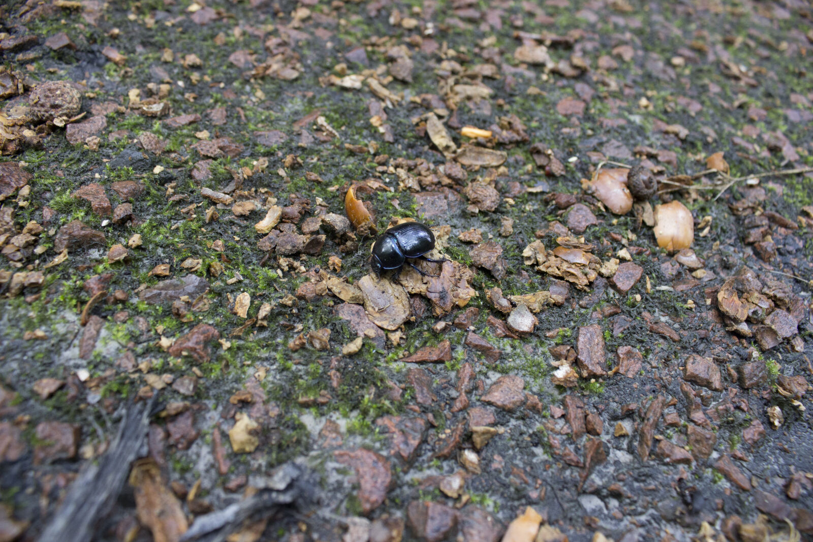 Canon EOS 600D (Rebel EOS T3i / EOS Kiss X5) sample photo