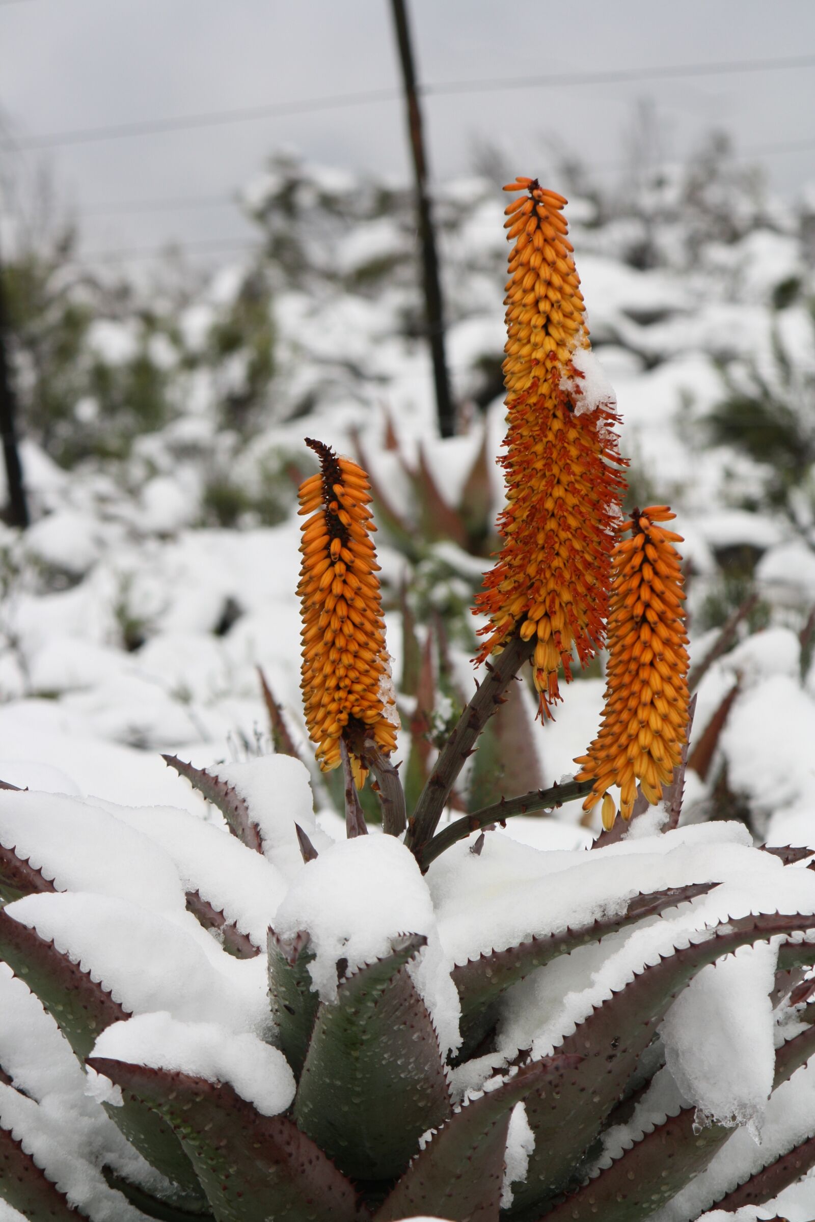 Canon EOS 1000D (EOS Digital Rebel XS / EOS Kiss F) sample photo. Aloe, vera, snow photography