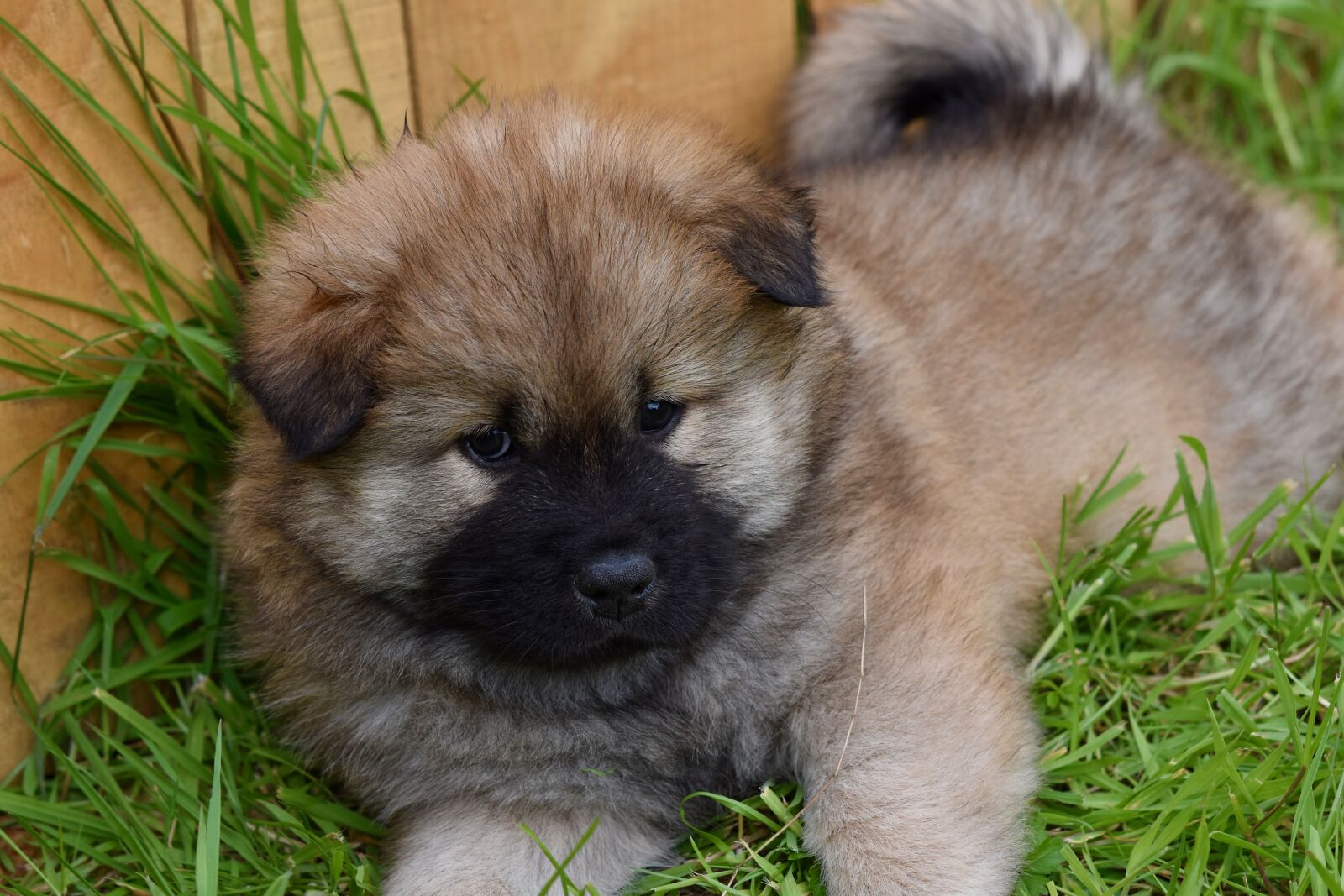 Nikon D5600 sample photo. Dog, puppy, pup photography