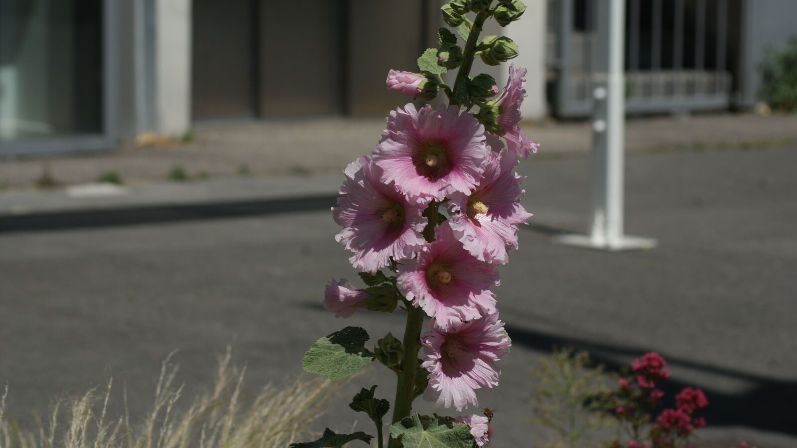 Sony Alpha DSLR-A200 sample photo. The, wire, of photography