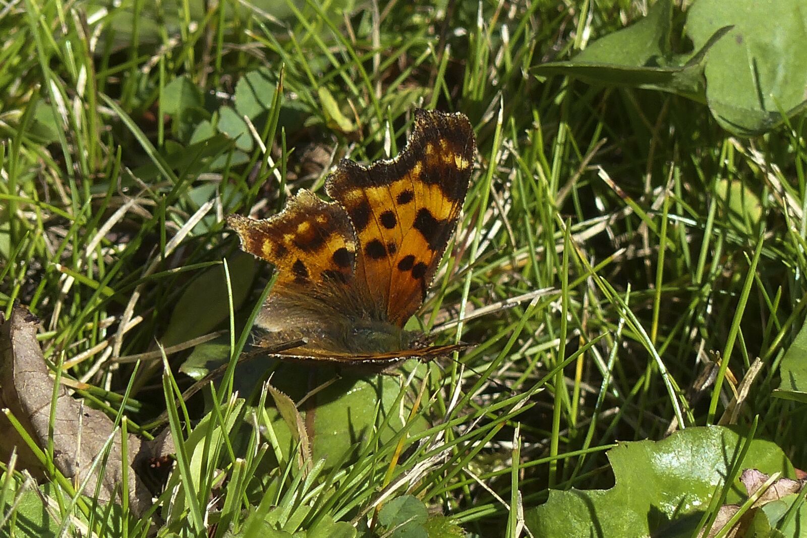 Panasonic Lumix DMC-FZ200 sample photo. Butterfly, orange, black photography