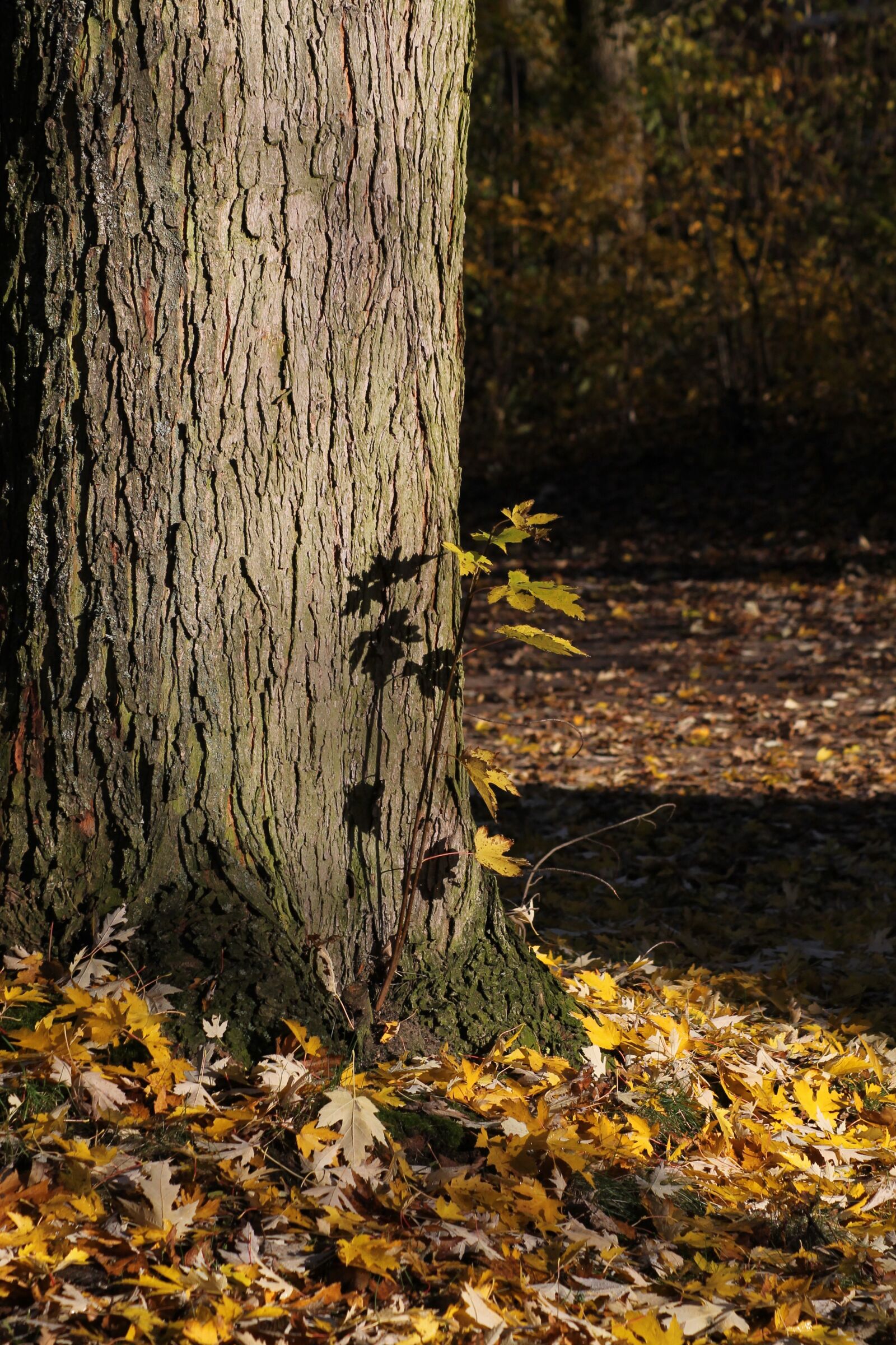 Canon EOS 1100D (EOS Rebel T3 / EOS Kiss X50) sample photo. Tree, autumn, leaves photography
