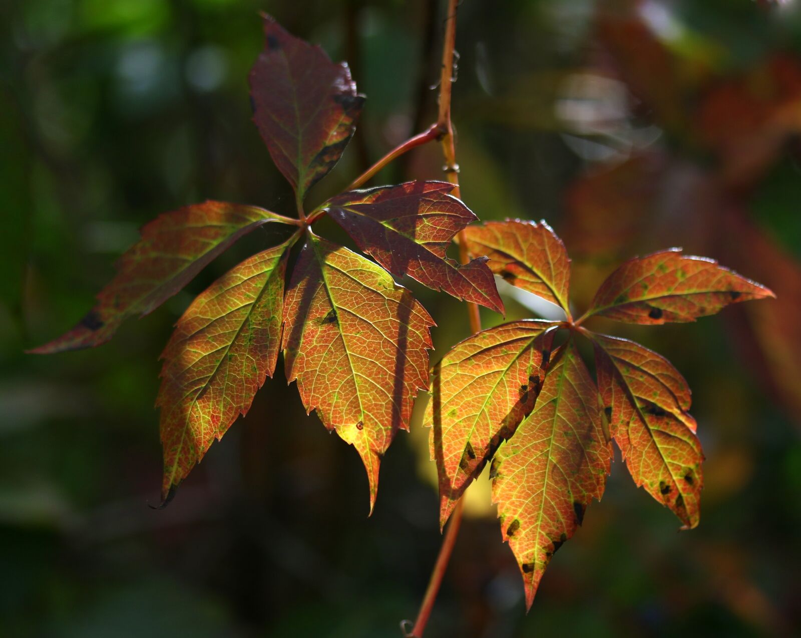 Canon EF-S 60mm F2.8 Macro USM sample photo. Leaves, yellow, autumn photography