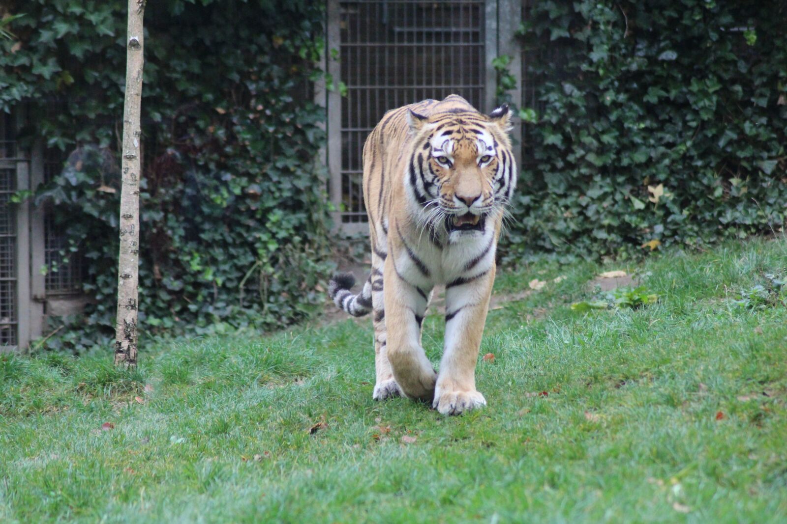 Canon EOS 700D (EOS Rebel T5i / EOS Kiss X7i) sample photo. Tiger, animal, cat photography