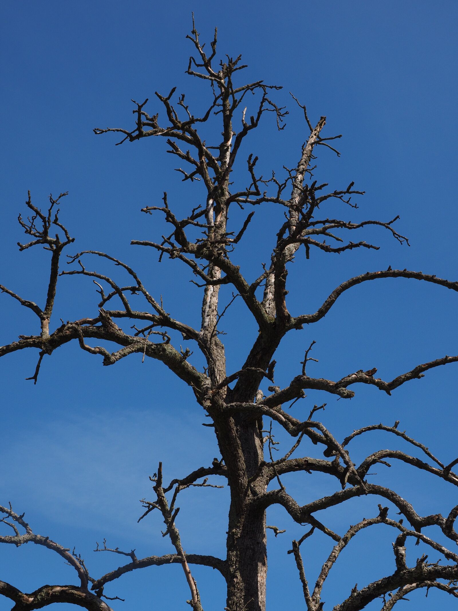 Olympus OM-D E-M1 + Olympus M.Zuiko Digital ED 12-40mm F2.8 Pro sample photo. Tree, dead plant, dead photography