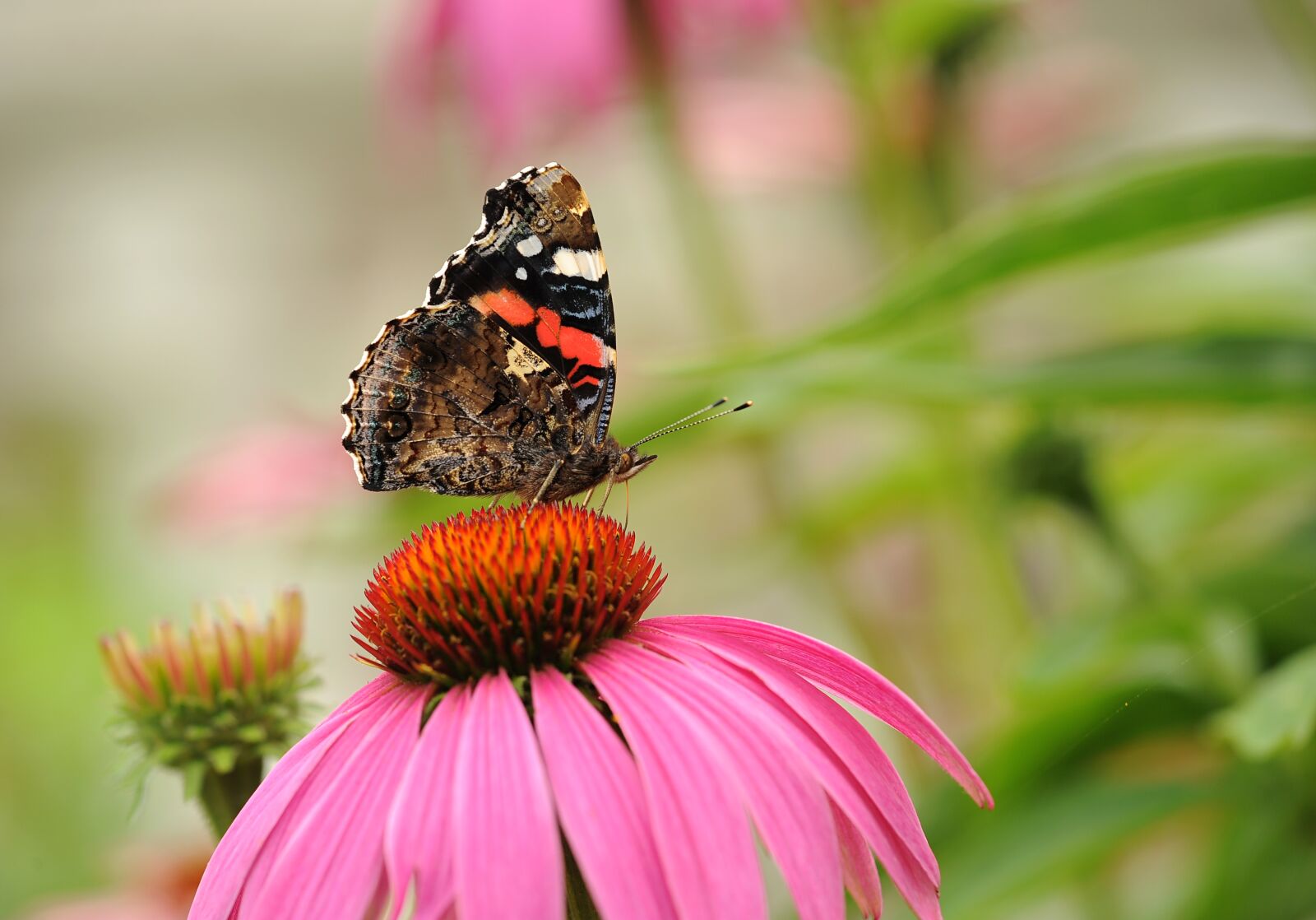 Nikon D3S sample photo. Admiral, butterfly, walking butterfly photography