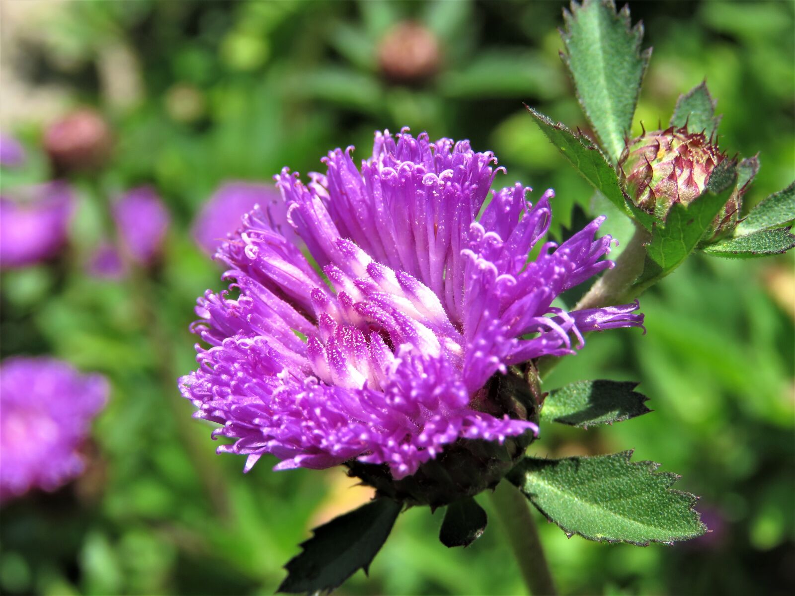 Canon PowerShot SX60 HS sample photo. Flower, purple, beautiful photography