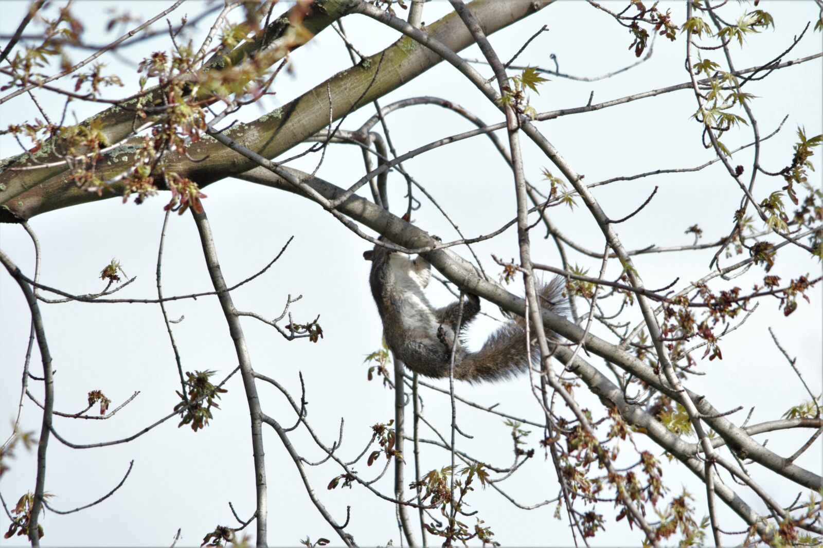 Canon EOS 60D sample photo. Squirrel, upside down, tree photography